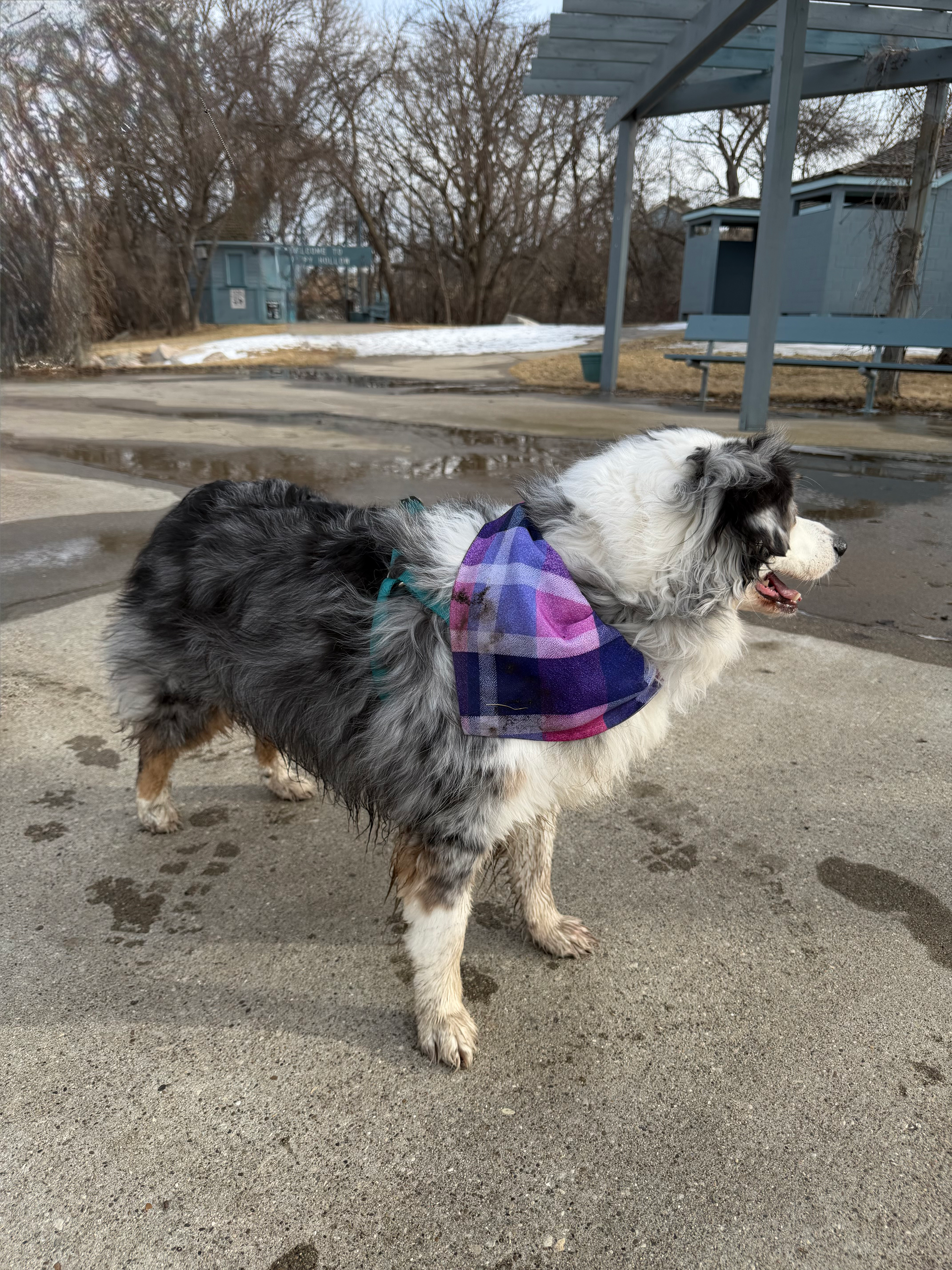 Fluffy black-and-white dog in a purple plaid coat standing on a paved path outdoors