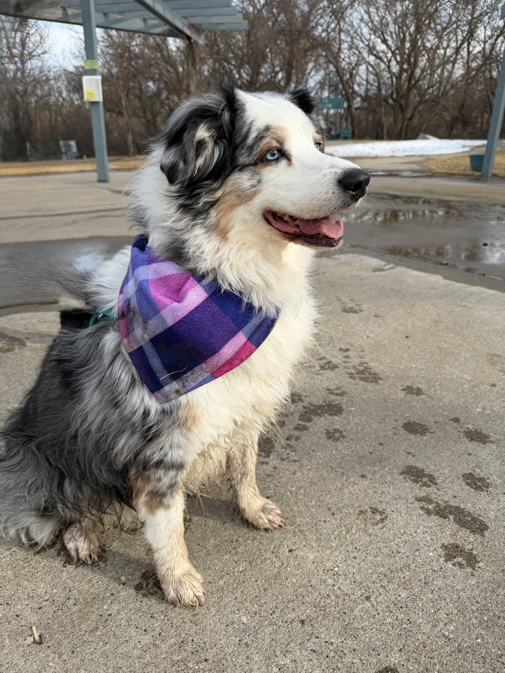 A merle dog wearing a purple plaid bandana sits on a wet sidewalk outdoors.