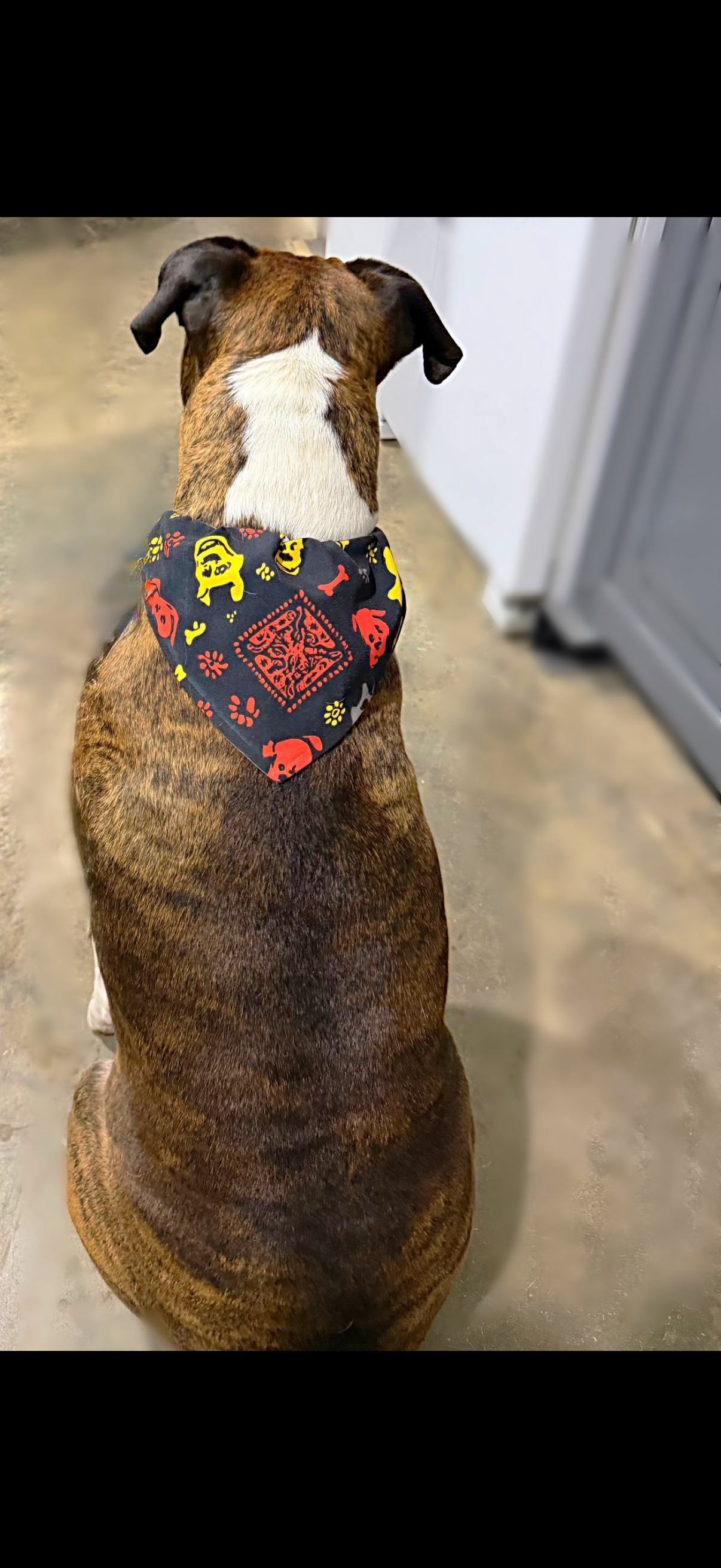 Brown dog seen from behind wearing a colorful patterned harness indoors