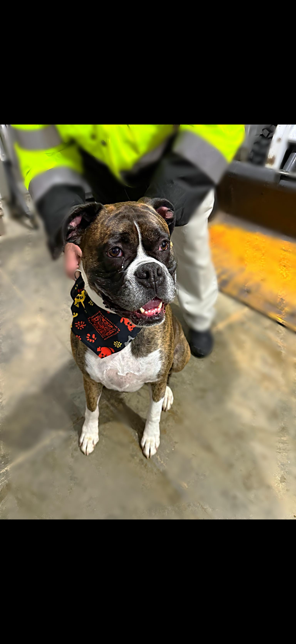 Black-and-white dog wearing a red polka-dot bandana, sitting indoors in front of a person in a high-visibility jacket