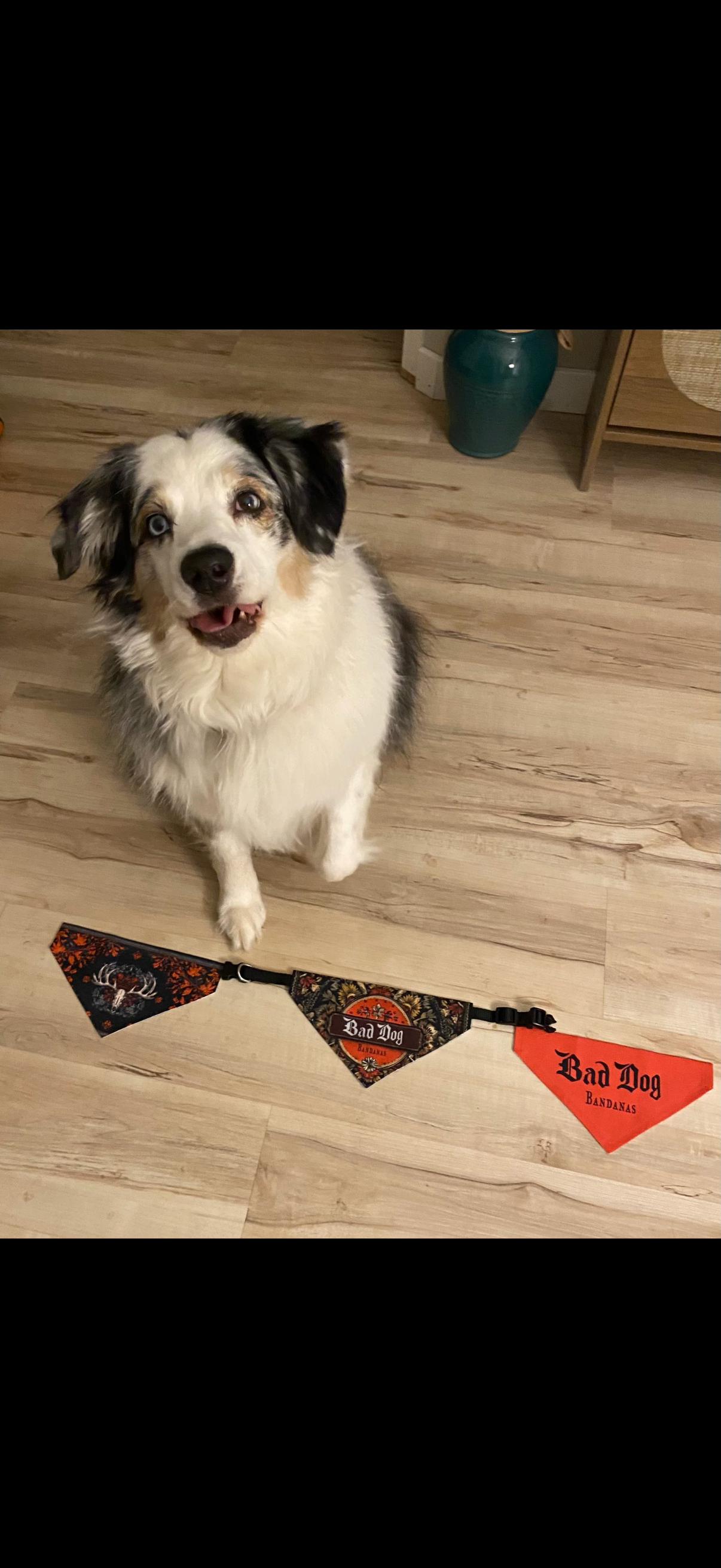 Dog sitting on a wooden floor beside a red and black pennant banner, looking up with mouth open.
