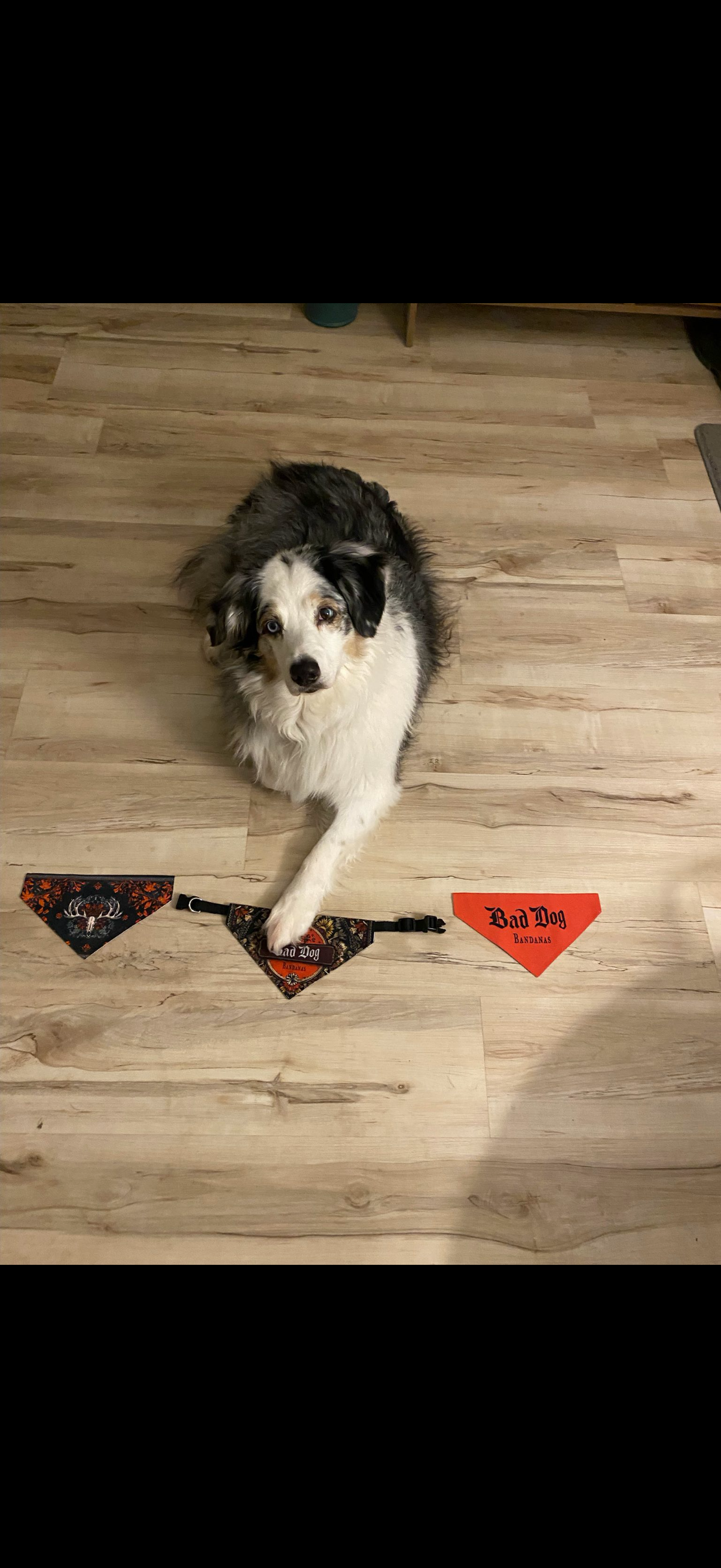Black-and-white dog on a wood floor, standing over red-and-black triangular decorations