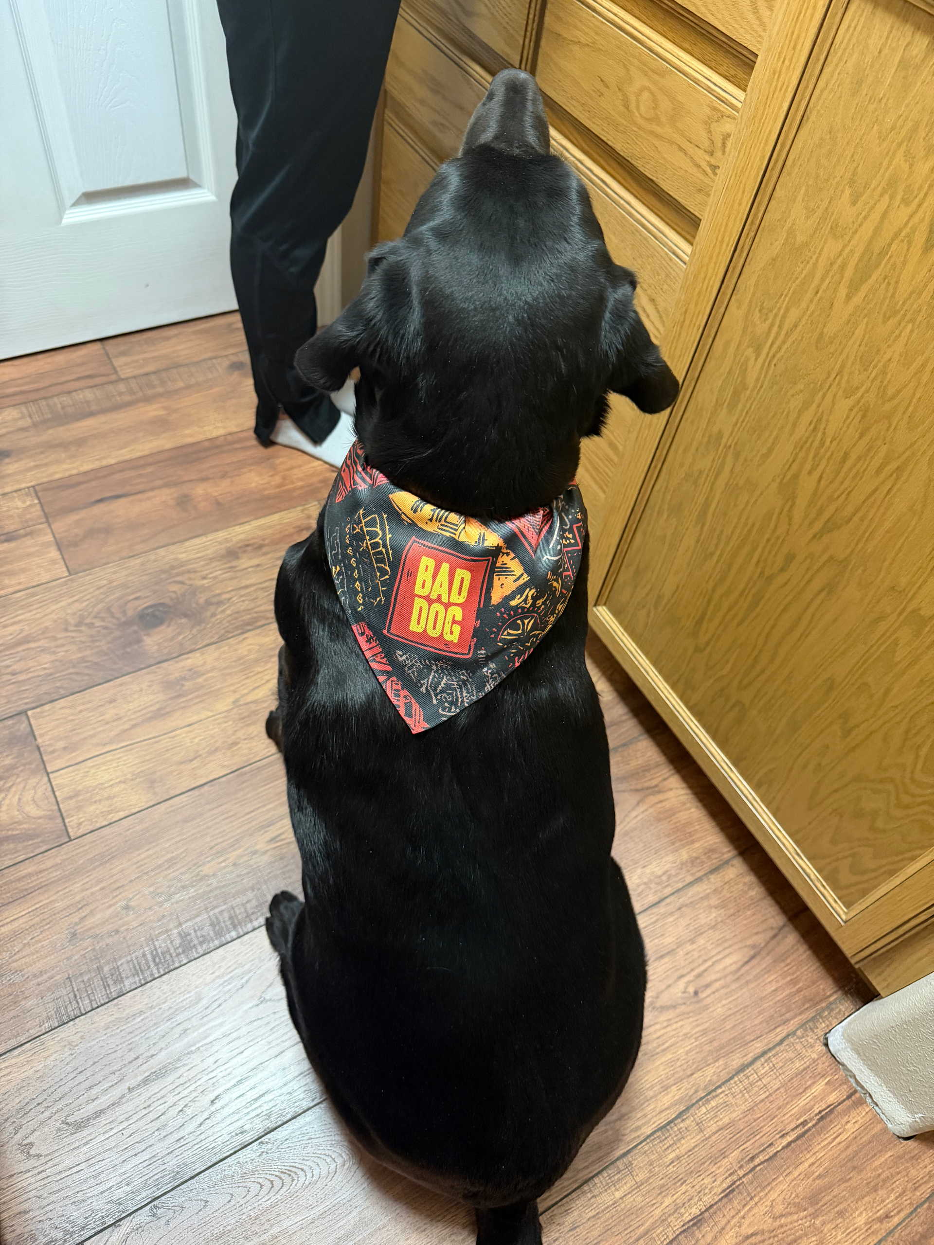 Black dog wearing a colorful bandana sits on a wooden floor by kitchen cabinets, looking up.