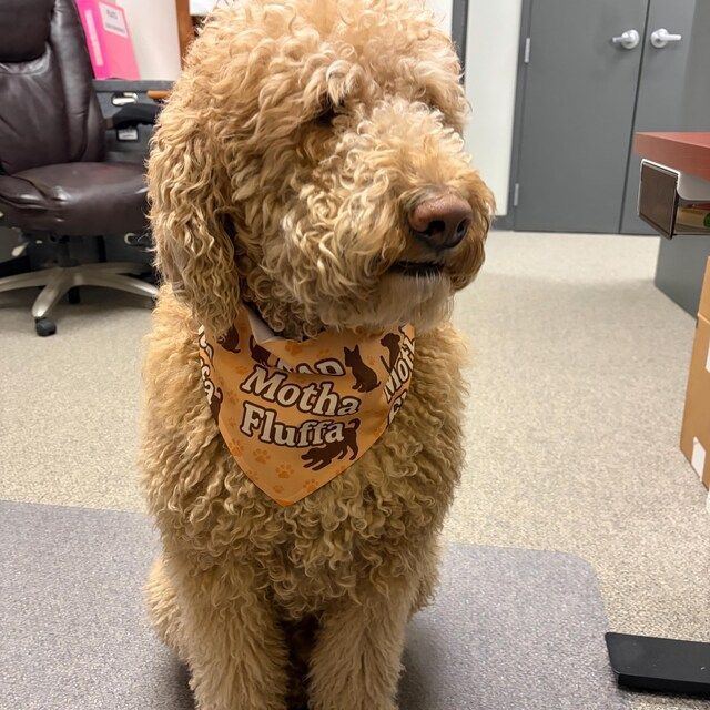 Curly-haired dog wearing an orange “Moth Flu?” bandana in an office room.