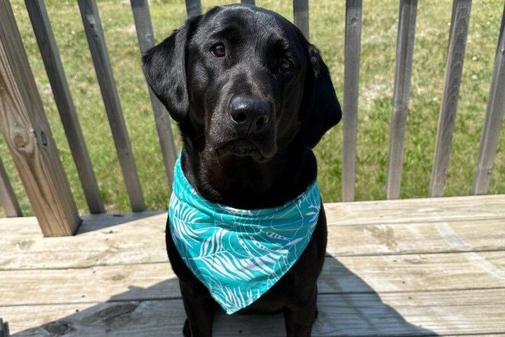 Black dog wearing a turquoise bandana on a wooden deck outdoors
