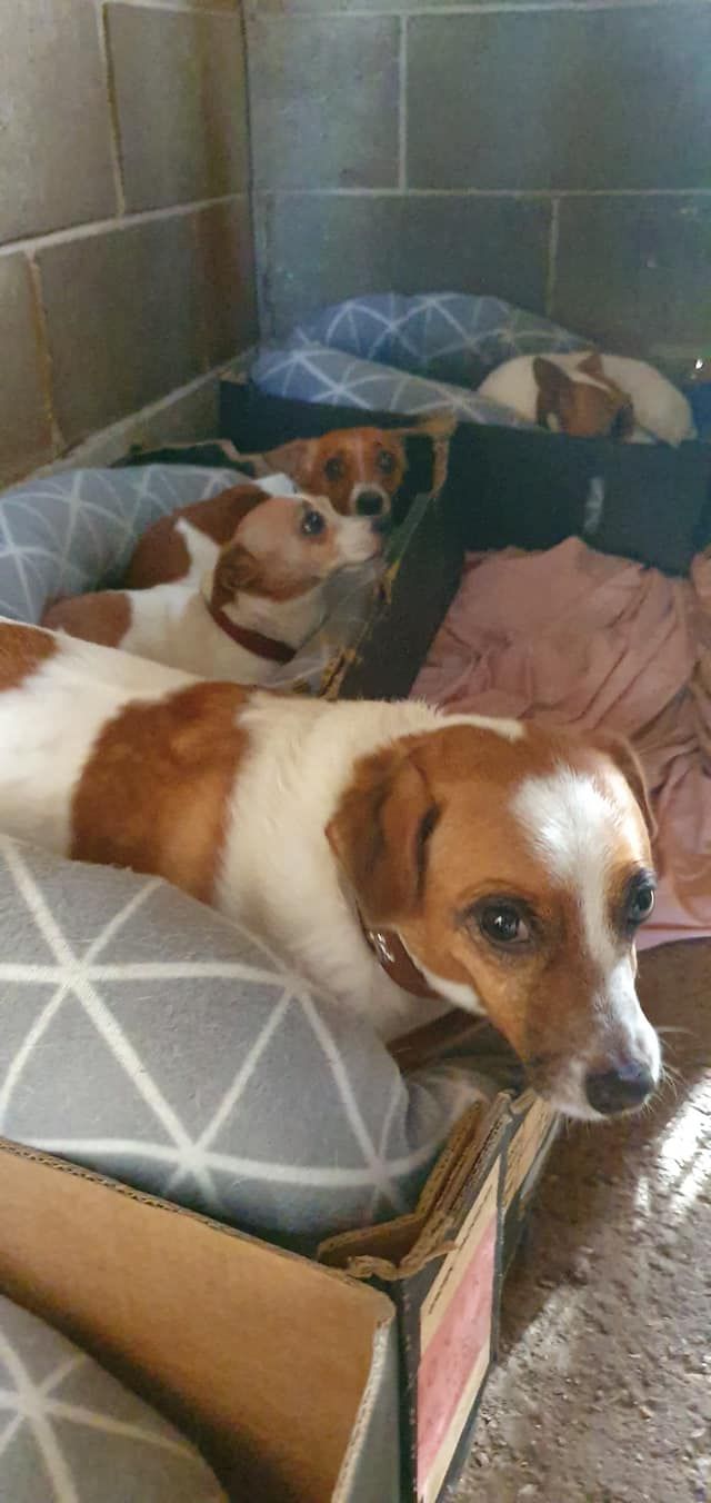 Three small dogs resting on a gray couch, with one brown-and-white dog in the foreground.