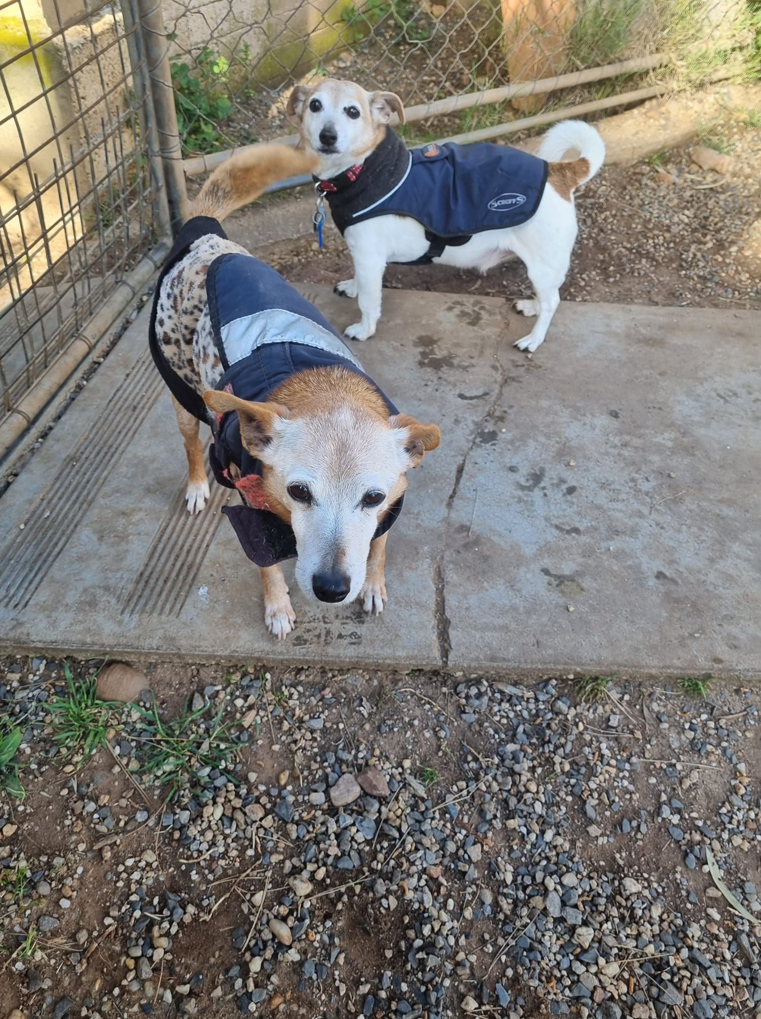 Two small dogs in blue jackets standing on a concrete patio by a fence.