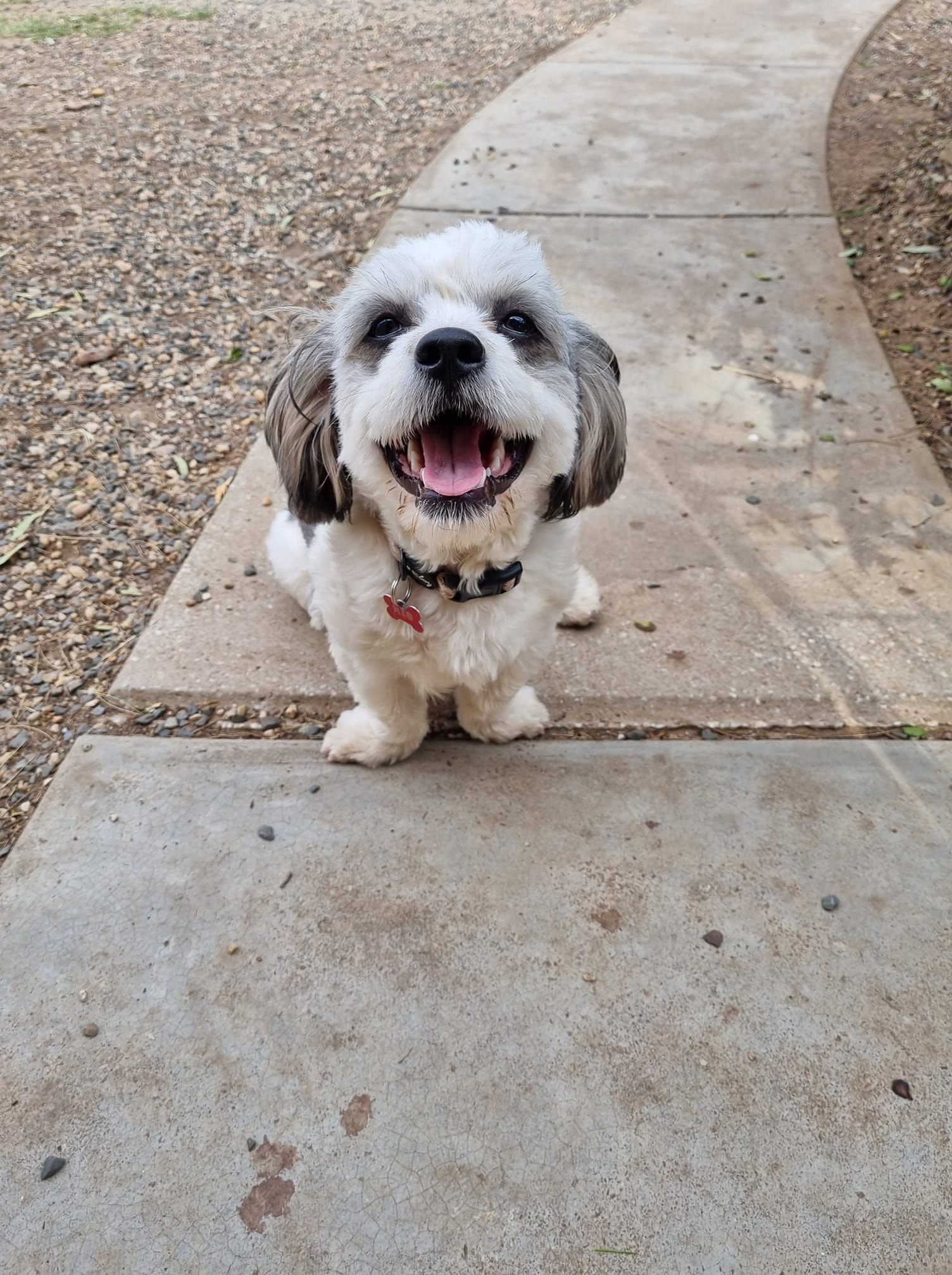 Small white-and-black dog sitting on a sidewalk, panting with its mouth open.