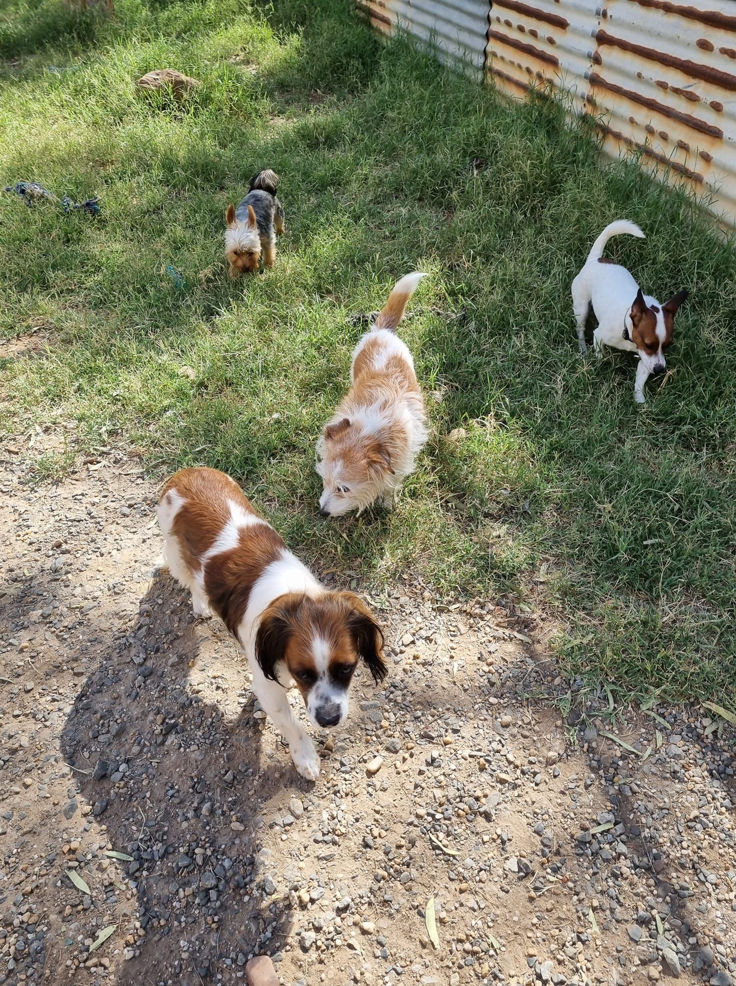 Four small dogs walking on a gravel path beside grass and a rusty metal wall.