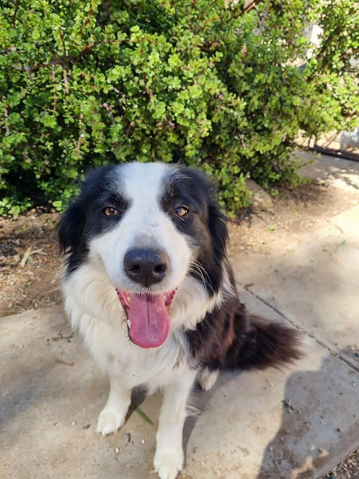 Black-and-white dog sitting outdoors on a sunny path with tongue out in front of green bushes