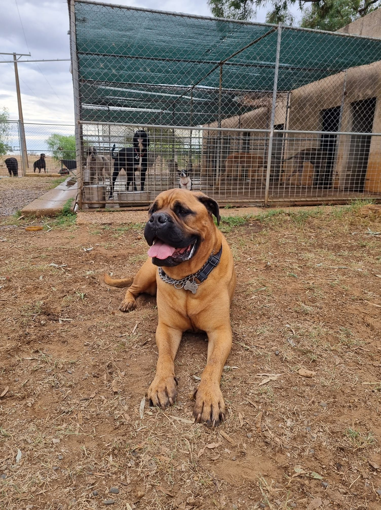 Large tan dog lying on dirt in front of a fenced kennel, tongue out and panting