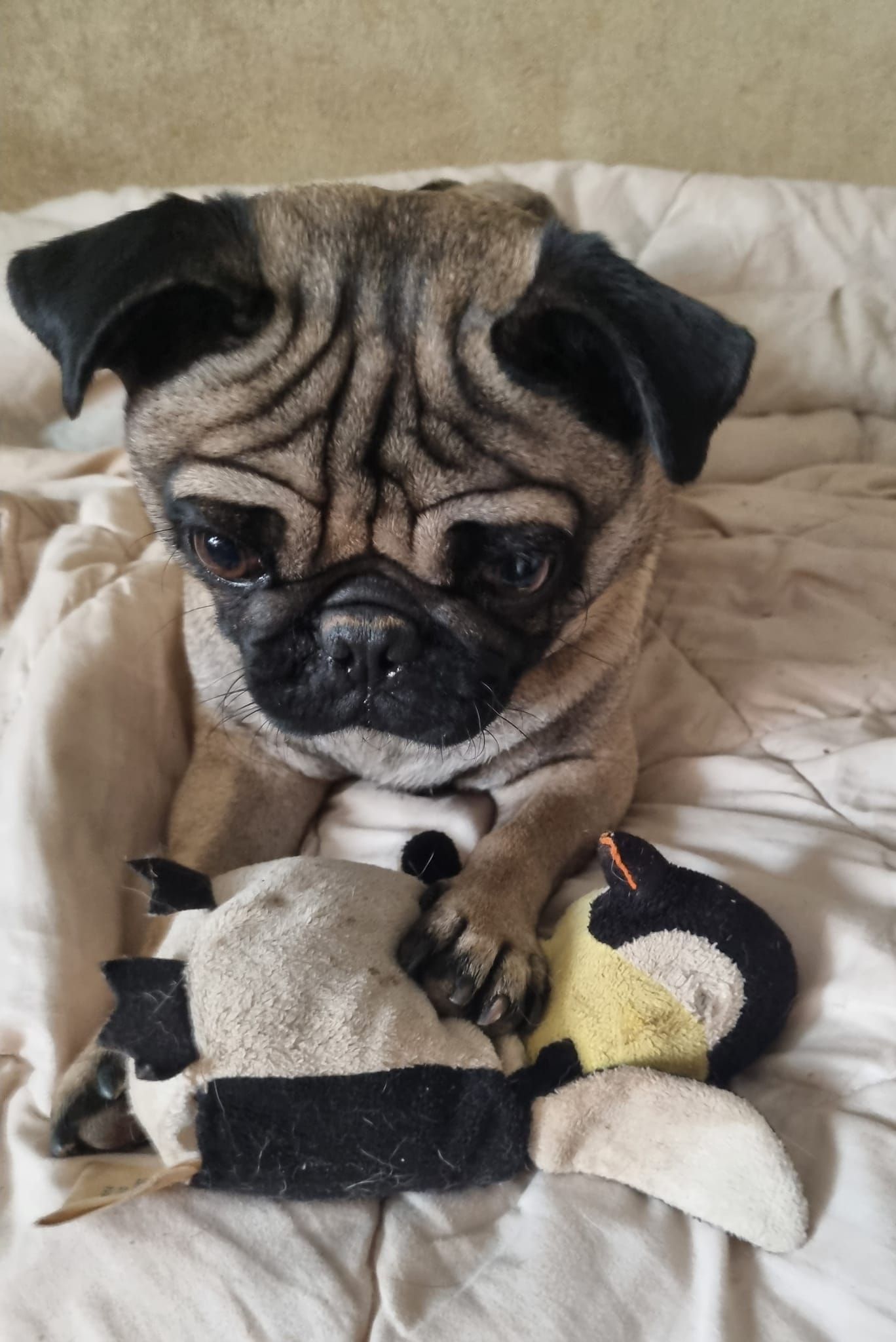 Pug puppy sitting on a beige blanket, holding a torn plush toy with a sad expression.