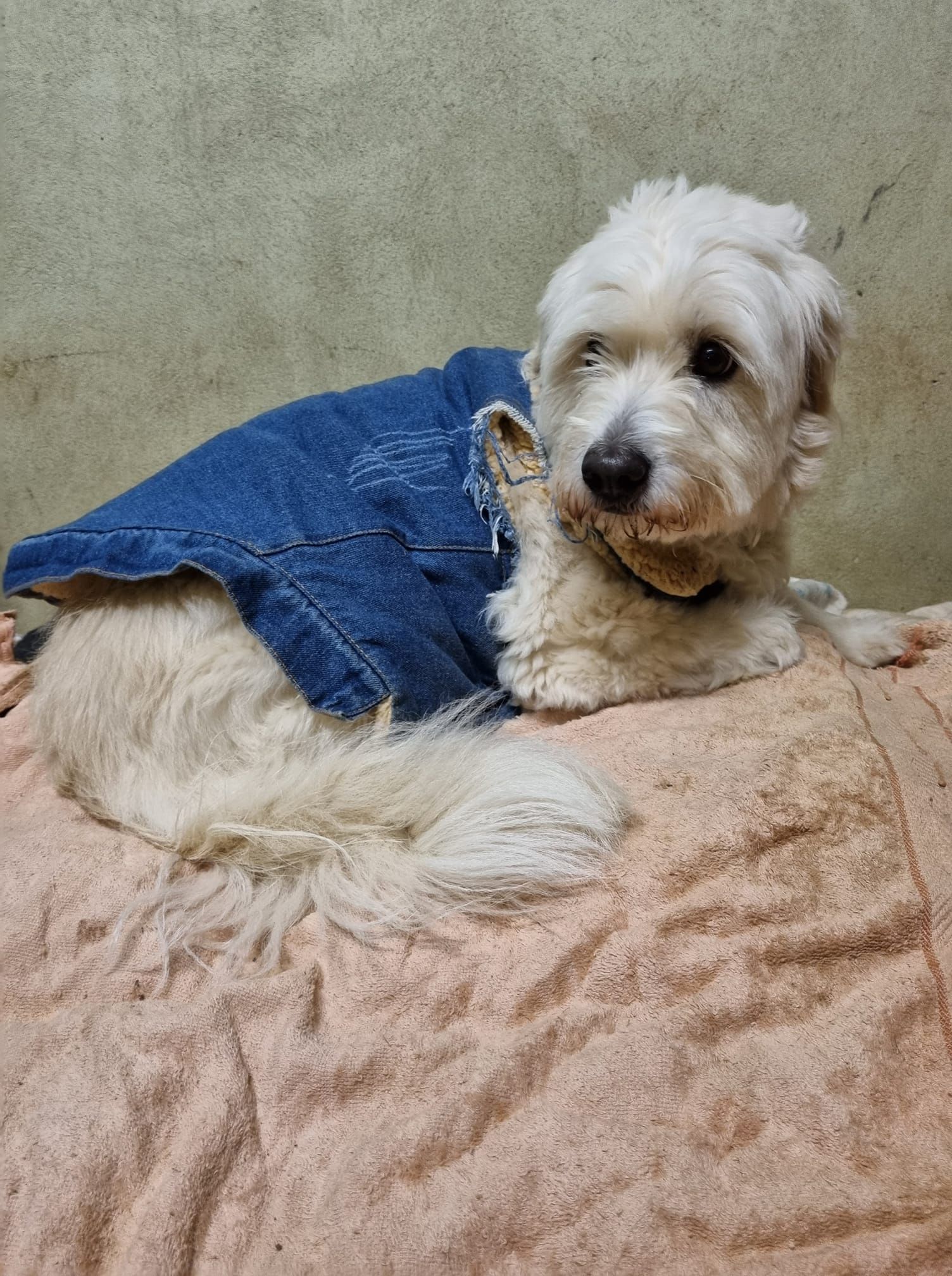 Small white dog wearing a blue jacket, lying on a beige blanket and looking at the camera.