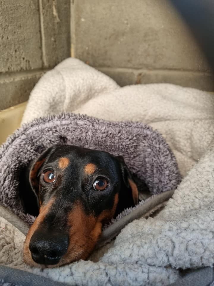 Black-and-tan dachshund peeking out from a gray blanket in a cozy corner