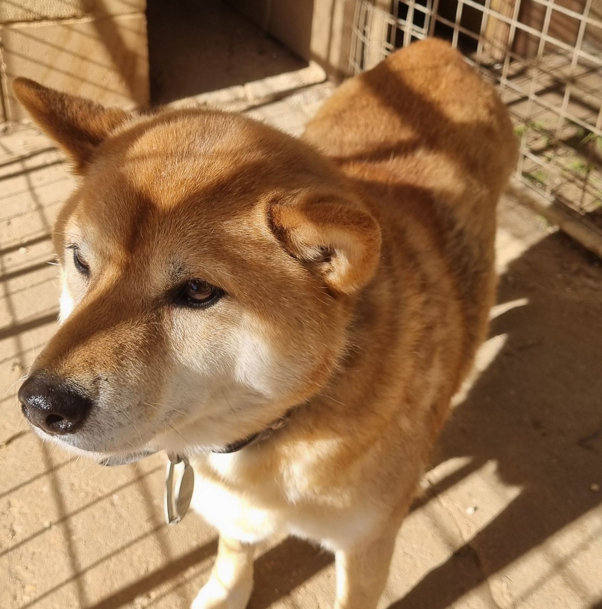 Shiba Inu standing in sunlight beside a metal fence, looking alert.