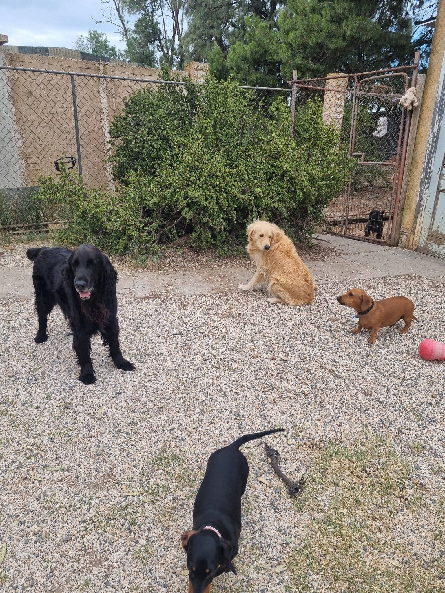 Four dogs on a gravel patio: black, tan, brown, and black, with a pink toy nearby.