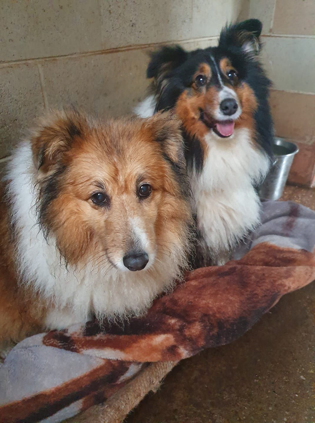 Two fluffy collie dogs sitting on a blanket, one tan and one black-and-white, indoors.