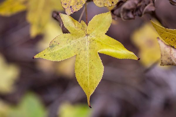 graceAndGratitude-600-400 A close up of a yellow leaf on a tree branch.