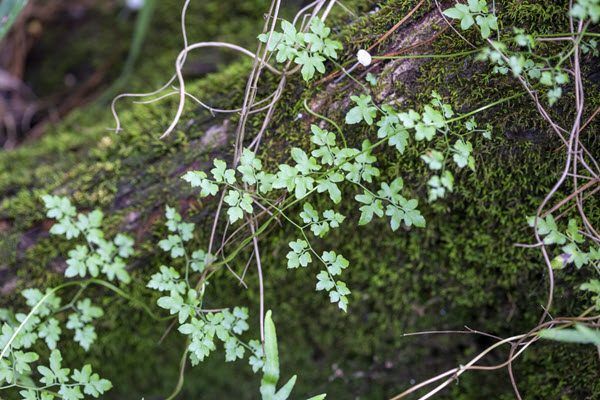 lake-houston-062820-img_4823-600-400 A close up of a plant growing on a mossy log.