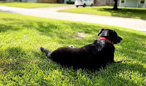 moreLoveInNewForms A black dog with a red collar is laying in the grass.