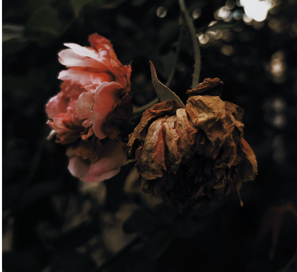 Wilting flowers