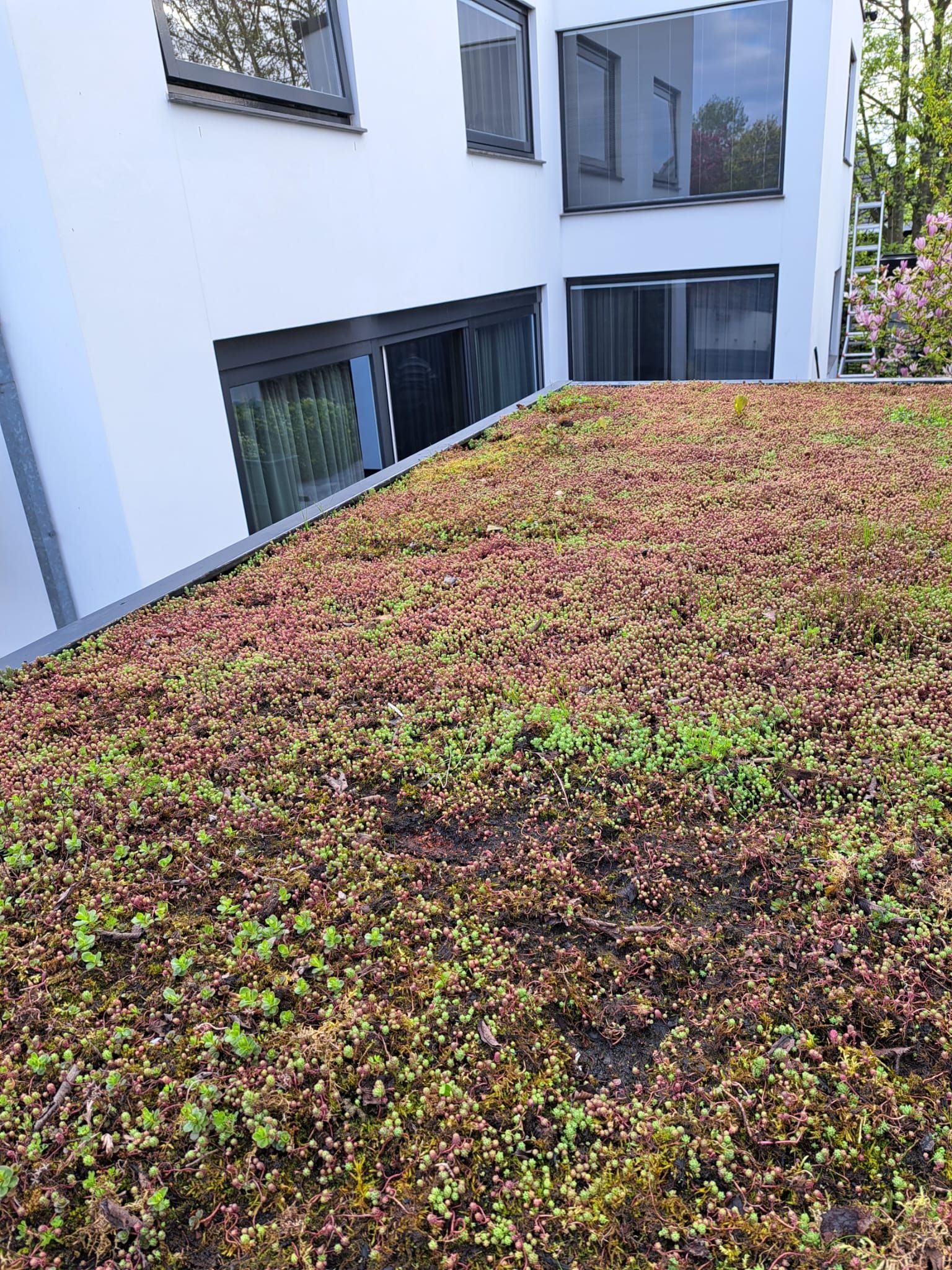 Aan de zijkant van een gebouw wordt een groendak aangebracht.