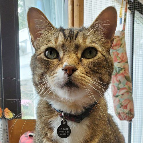 A close up of a cat wearing a collar and tag.