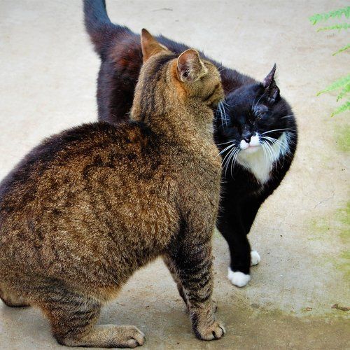 A black and white cat standing next to a brown cat