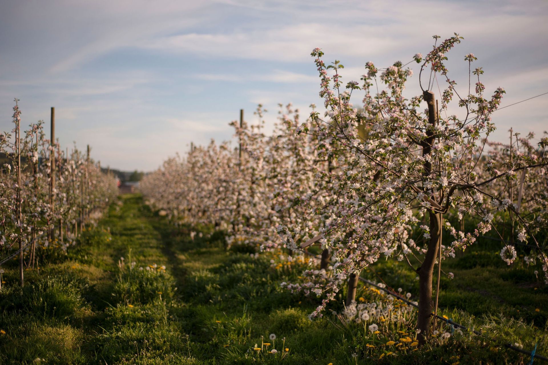 Finnriver's farm and orchard is Certified Organic and Salmon Safe. We grow and source organic, wild harvested, and seasonal ingredients to help grow a vibrant regional community food system.