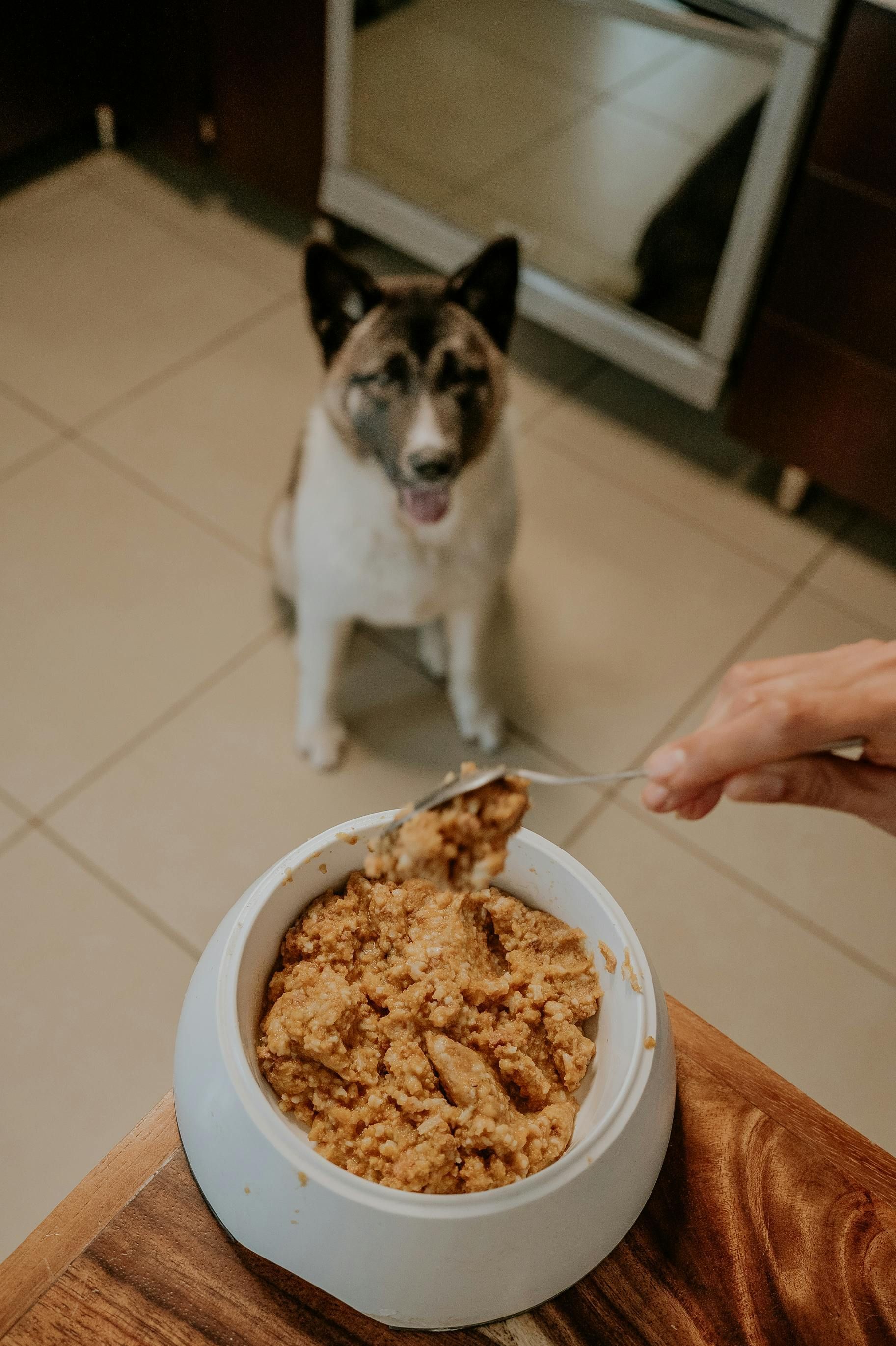 Dog watching a spoon serve food into a bowl on a kitchen floor