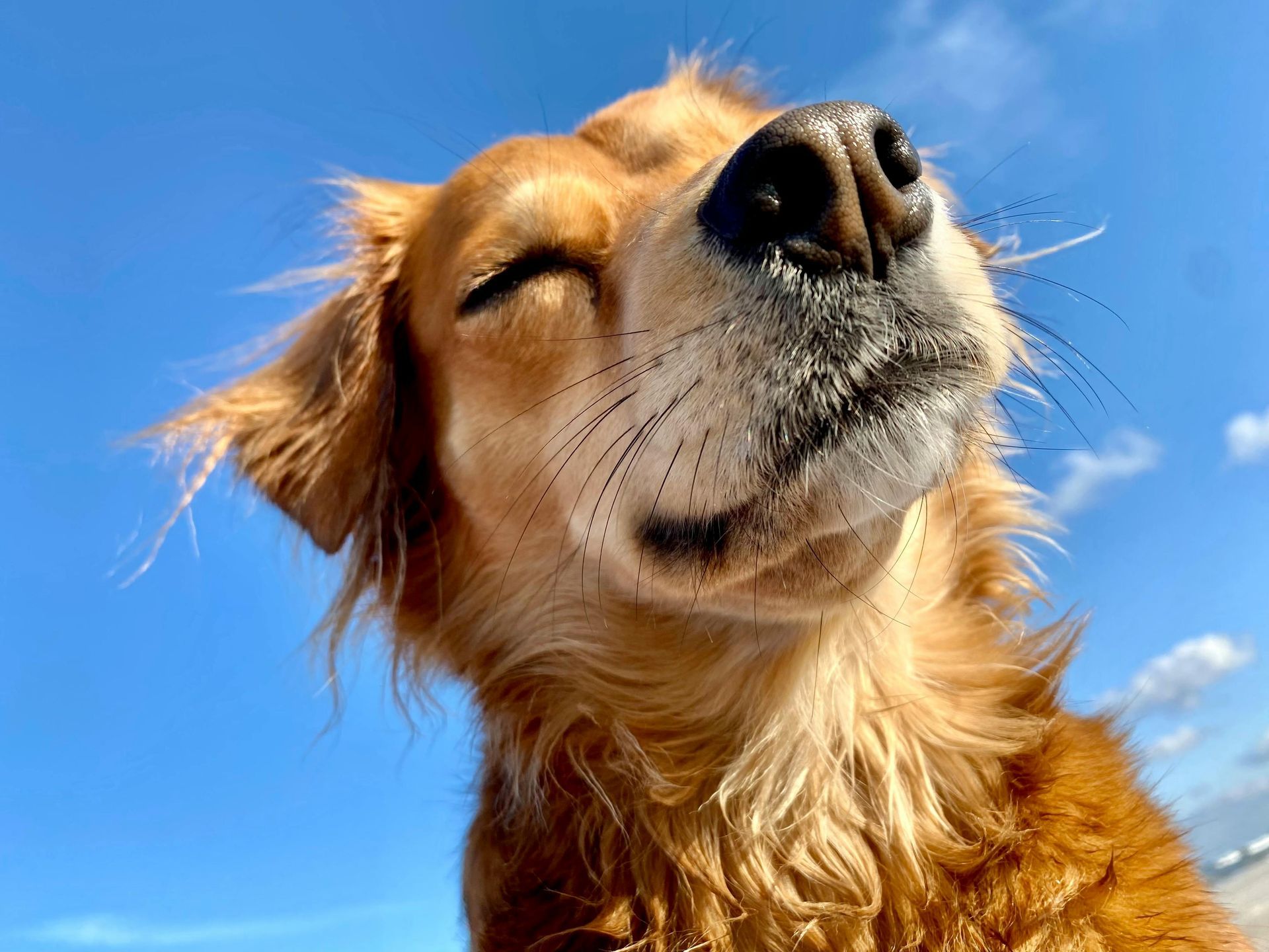 Golden-brown dog with eyes closed, facing the Florida sun against a bright blue sky