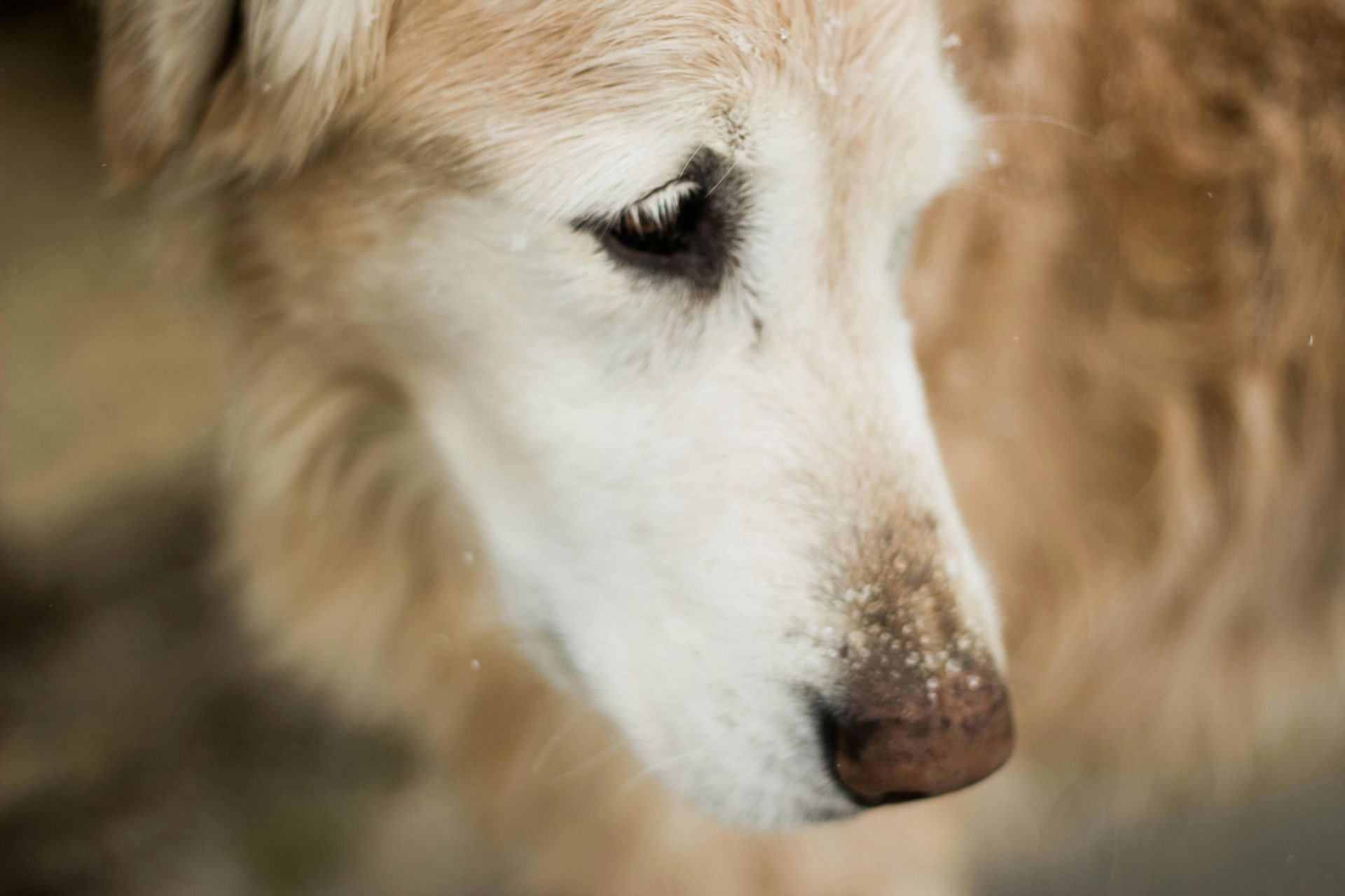 A close up of a senior dog 's face with a dirty nose.