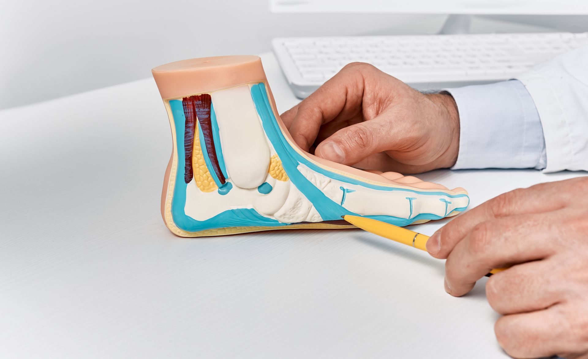 Anatomical flat foot model on doctor table at Advanced Foot Care Center, a podiatrist in Rochester, 
