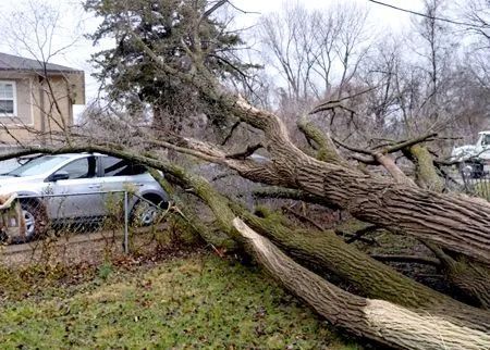 Fallen tree on road, covering a silver car near a house. Branches are broken, the sky is overcast.