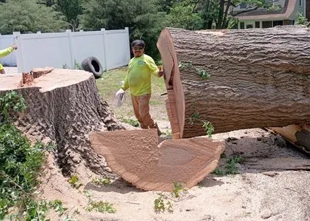 Tree stumps and a large log cut into sections in a yard, with a person standing nearby.