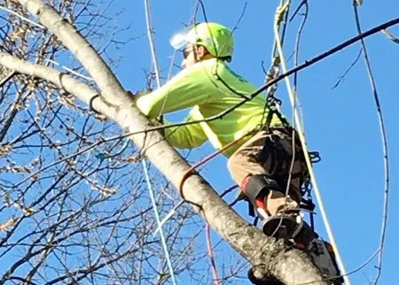 Arborist in bright yellow safety gear trimming a tree branch, secured by ropes, against a clear blue sky.