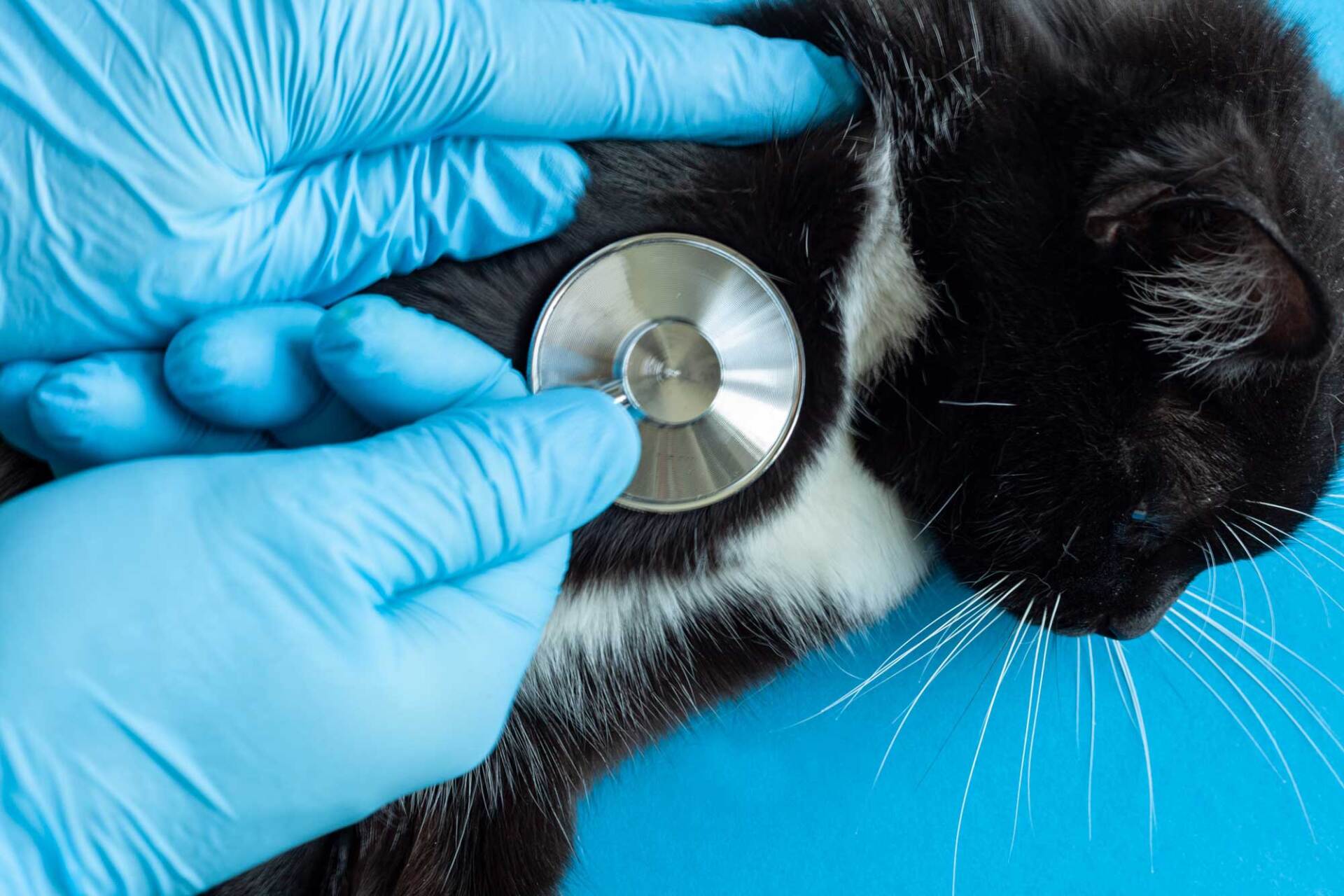 veterinario asti