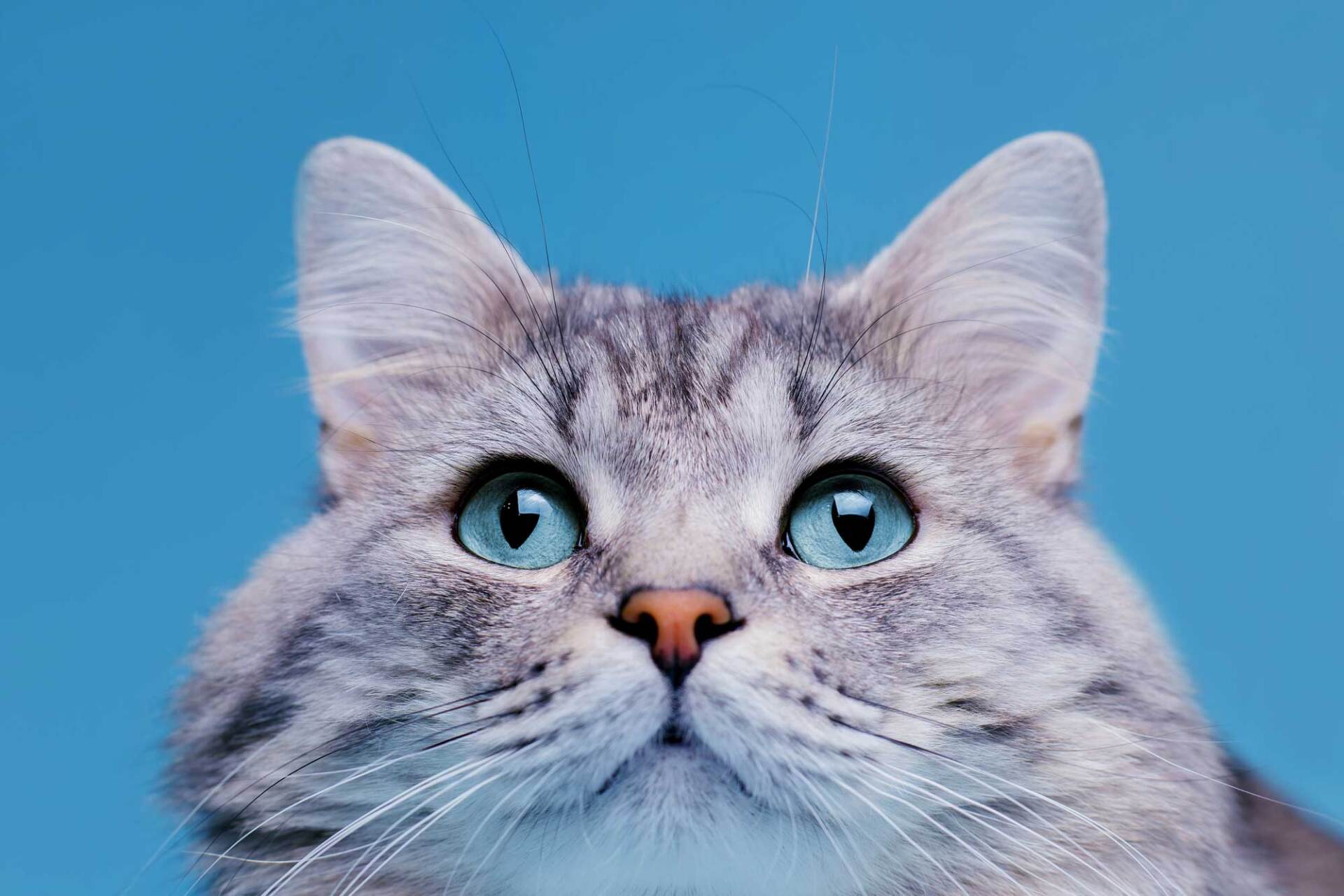 veterinario asti