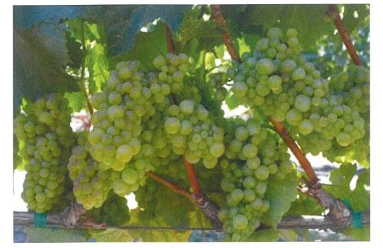 Green grapes growing on a vine with green leaves.