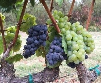 Grape vines with green and purple grapes growing on thick, brown stems in an outdoor setting.