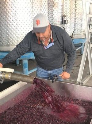 Man overseeing red grape juice flowing into a vat at a winery.