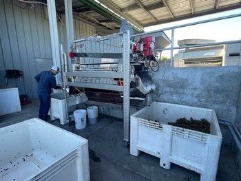Man operating grape processing machinery with bins of grapes in a factory setting.