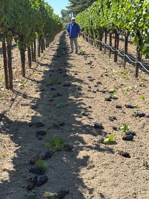 Man in vineyard, walking between rows of grape vines. Sunny day.