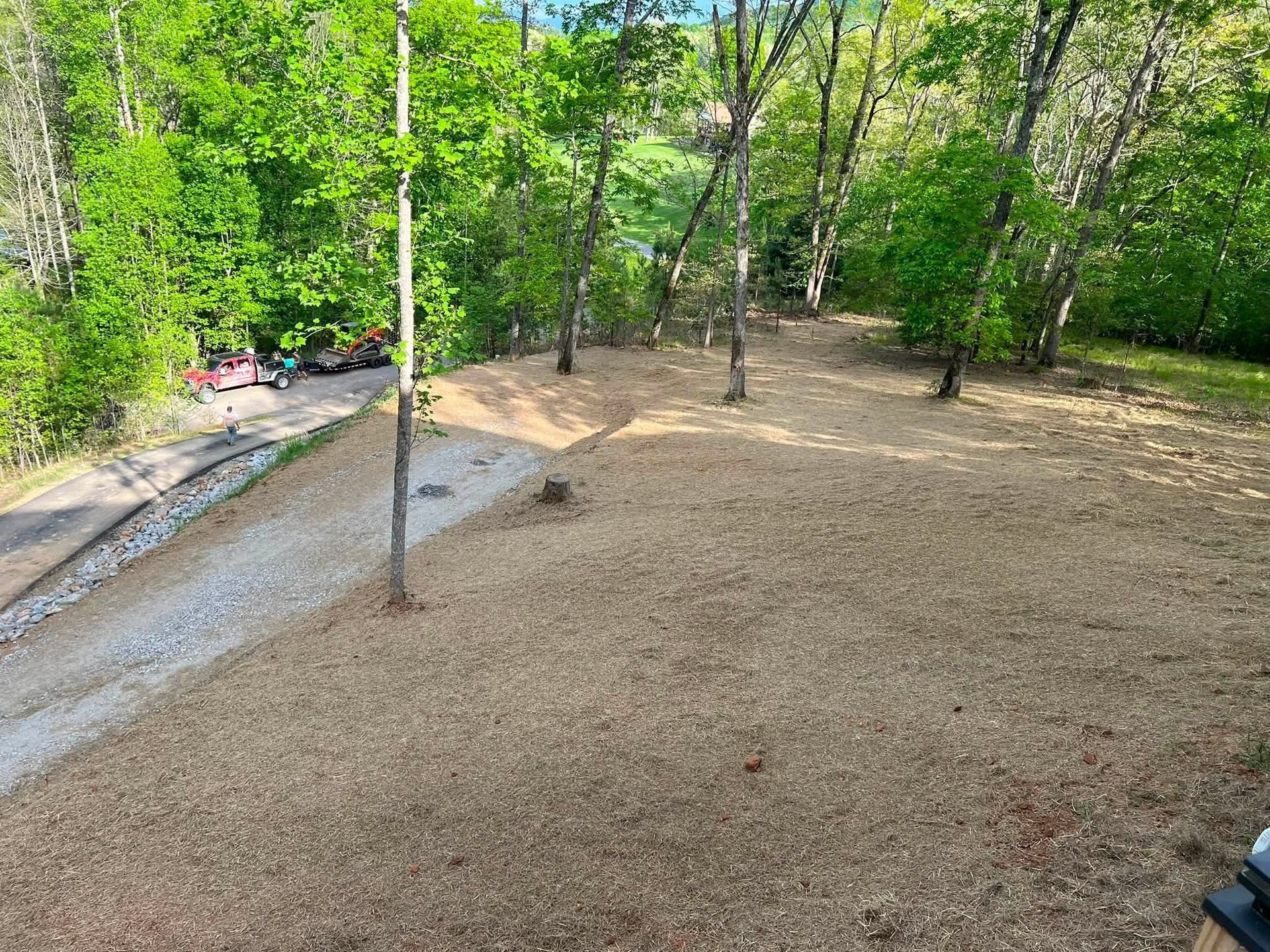Wooded park clearing with gravel ground, a narrow path, and a few lampposts in bright sunlight
