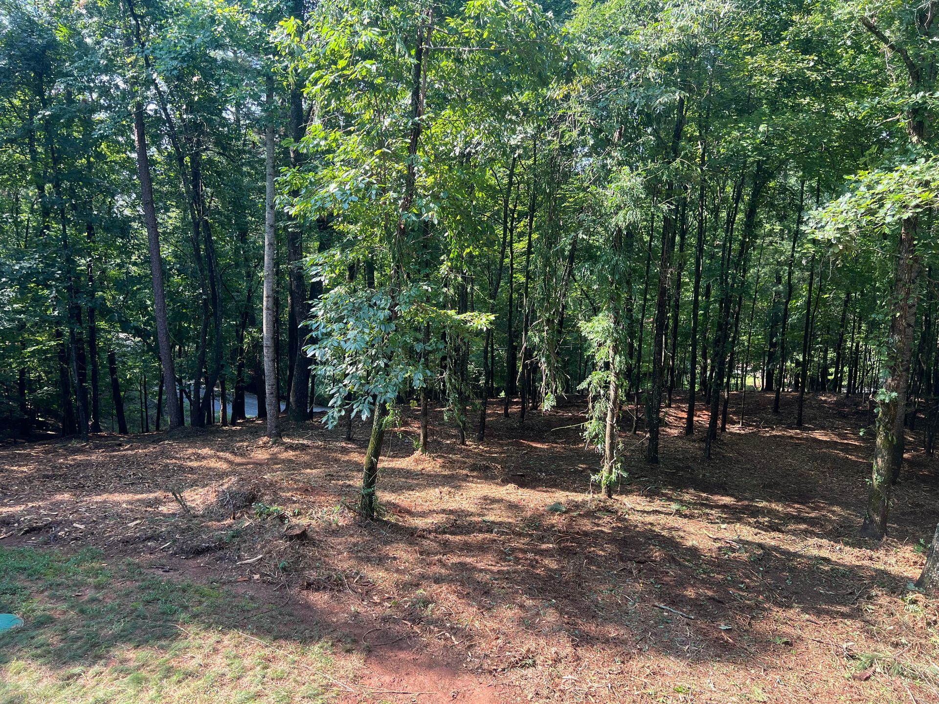 Wooded clearing with sunlit trees and a leaf-covered forest floor