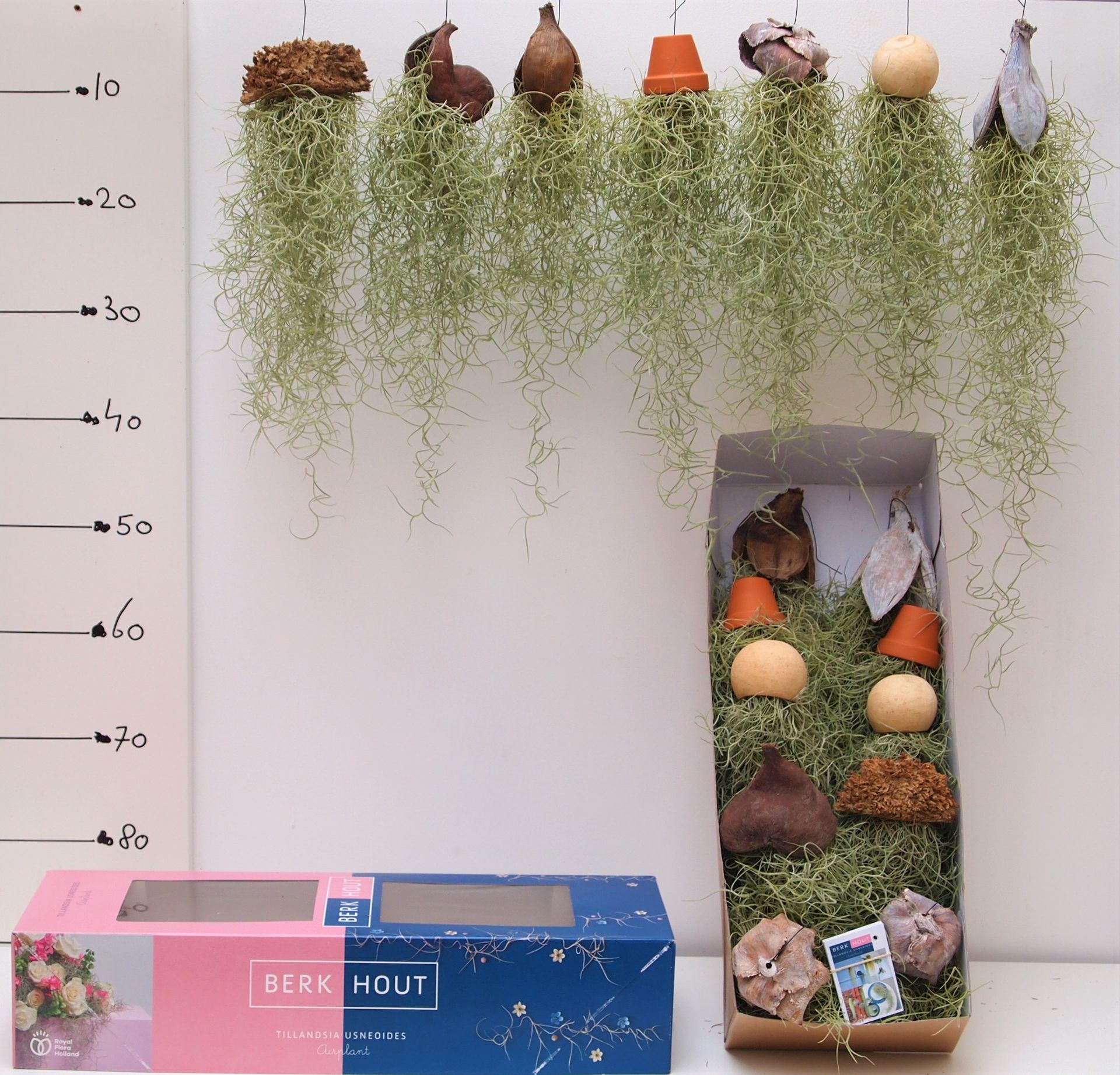 tillandsia mix creaties