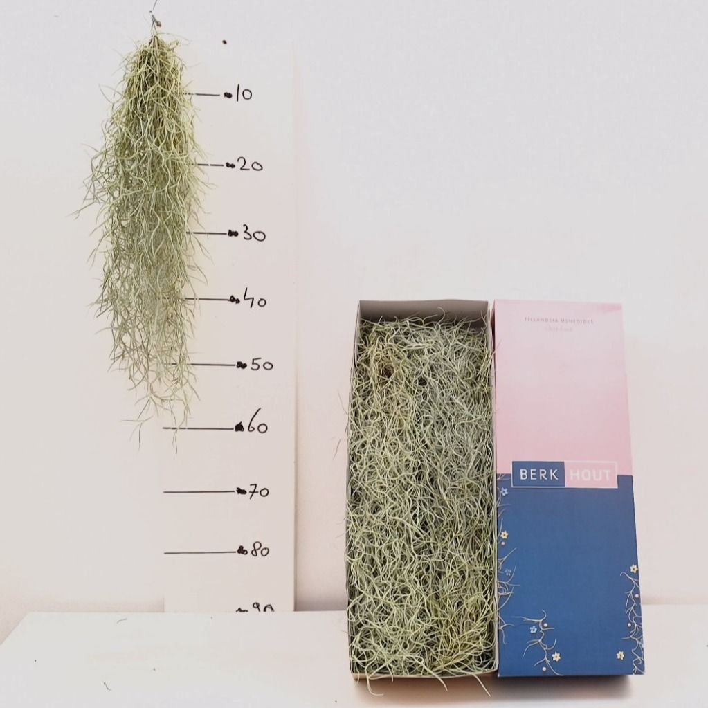 tillandsia usneoides zilver 50cm