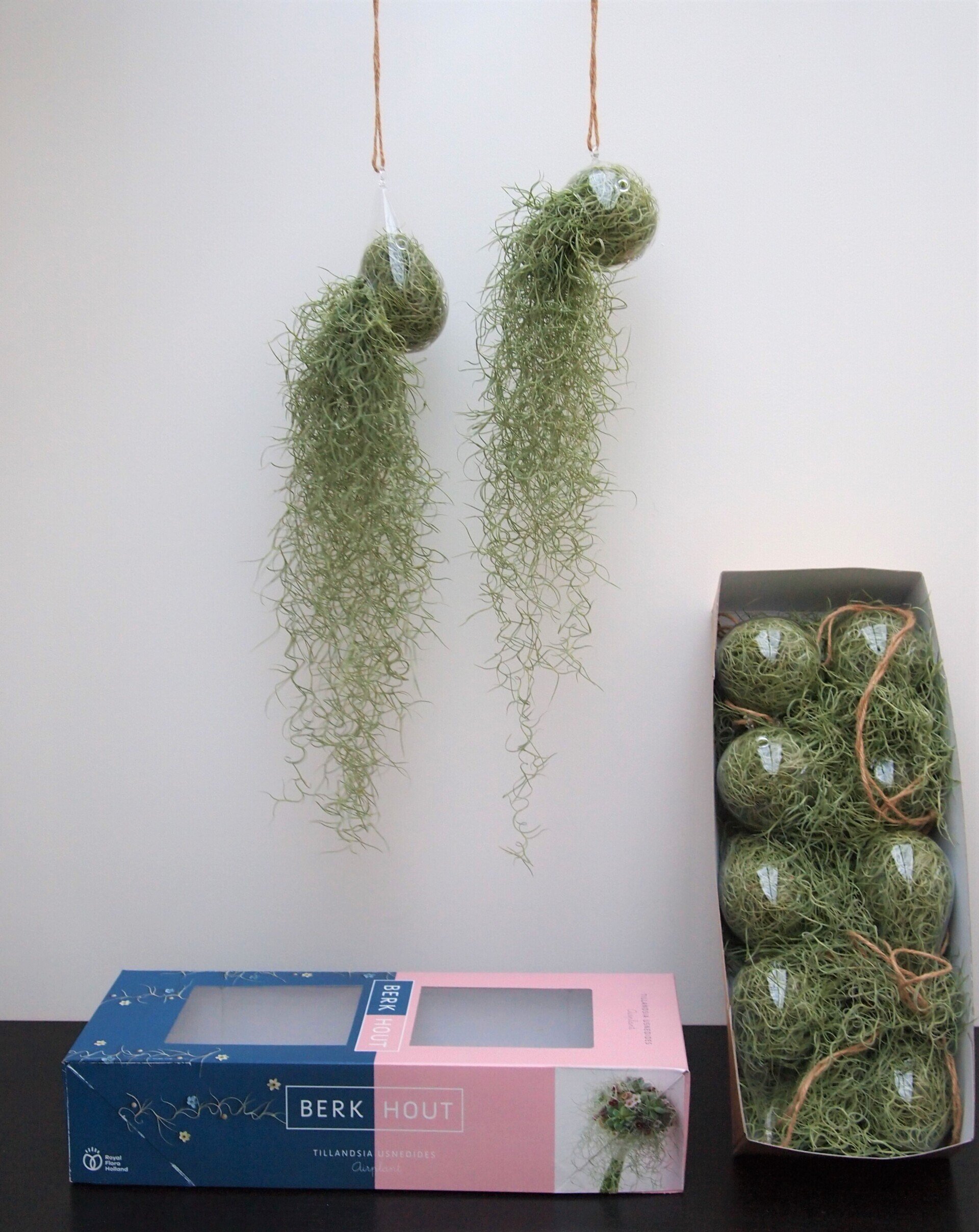 tillandsia usneoides glas mix