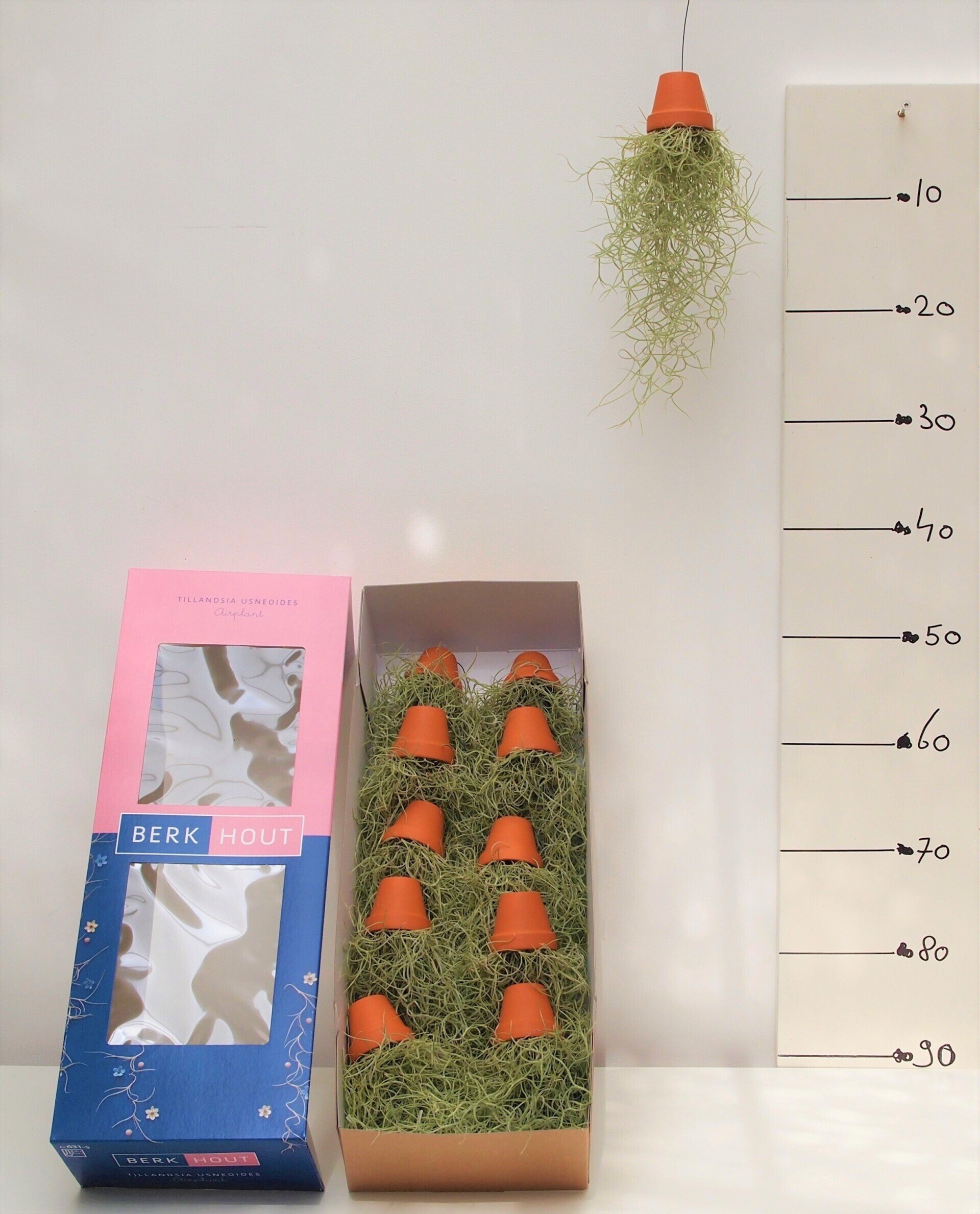 Tillandsia terracotta