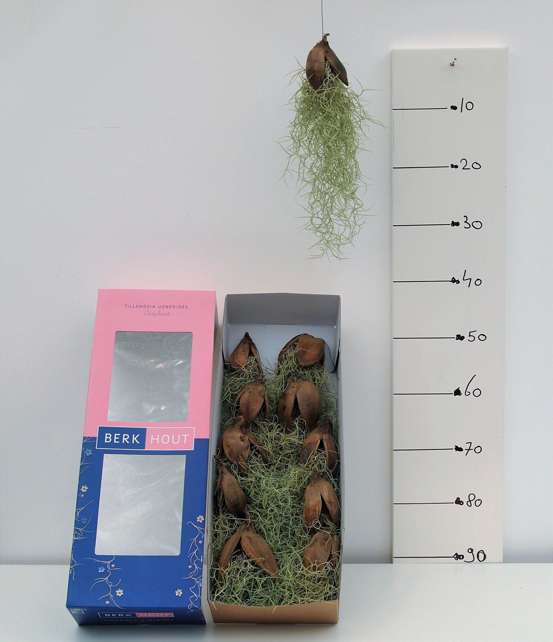 tillandsia penca naturel